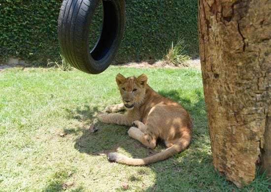 Kalipha é o segundo filhote de leão a chegar no Zoológico de Guarulhos neste ano