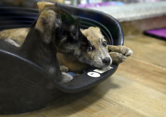 Prefeitura realiza cadastro de protetores individuais de cães e gatos