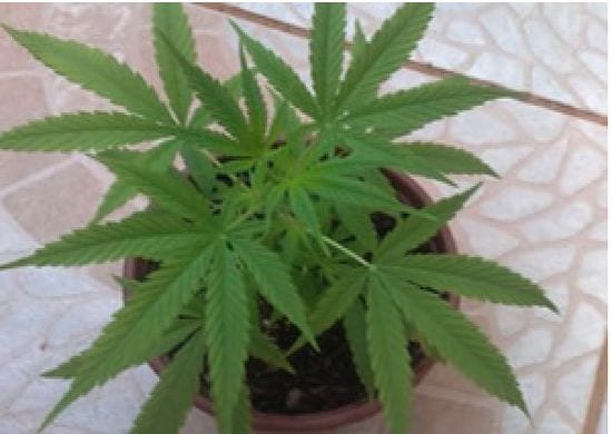 PM prende homem por cultivar maconha na laje de casa no Pimentas