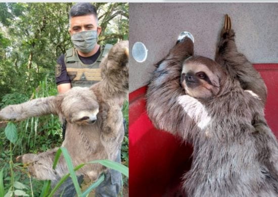 Bicho-preguiça é resgatado pela Inspetoria Ambiental da GCM na Vila Carmela