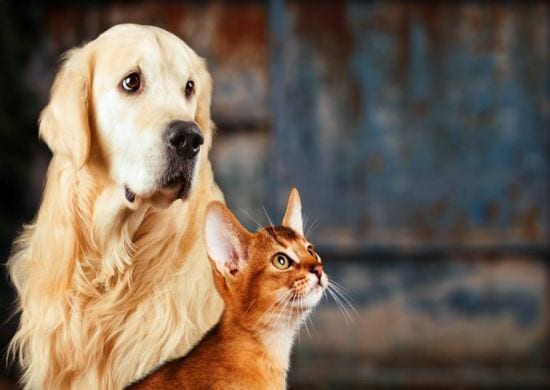 PL permite que animais figurem individualmente como parte em processo judicial