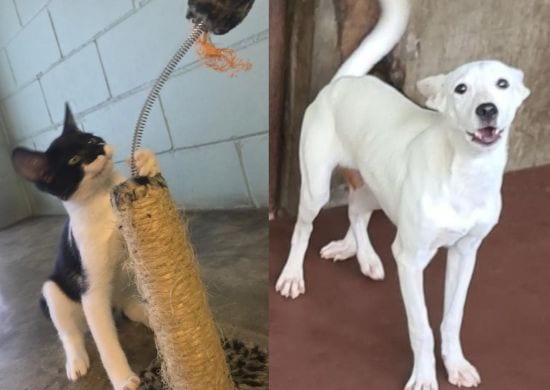 Prefeitura retoma o sistema de adoção online de cães e gatos Delivery Pet Gru
