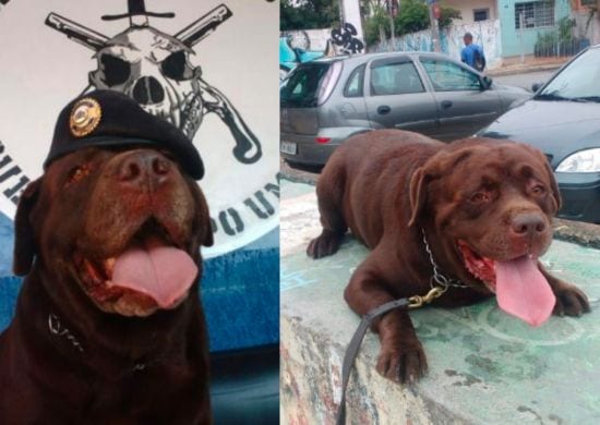 Labrador Buck se aposenta do Canil da GCM após oito anos de valorosos serviços