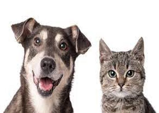 Adoção de cães e doação de ração poderá ser feita na estação Paraíso do Metrô