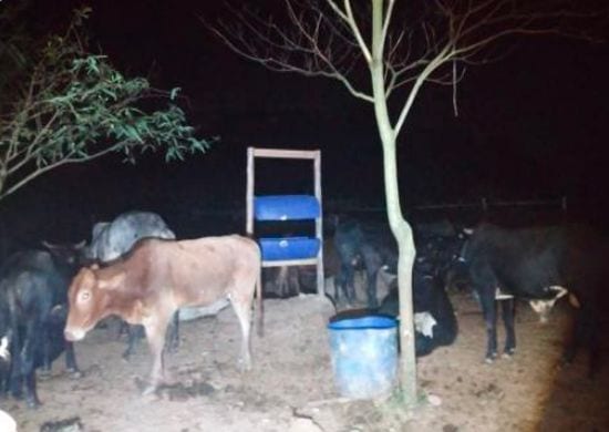 Ação da GCM impede vaquejada no Parque Continental II
