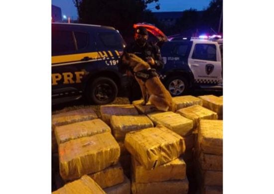 Cães farejadores da GCM ajudam PRF a localizar cinco toneladas de maconha