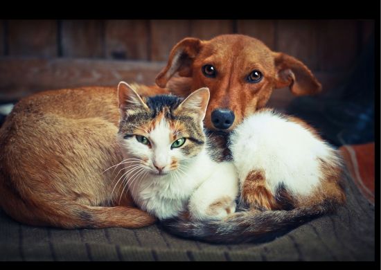 Prefeitura oferece 400 vagas para castração gratuita de cães e gatos nesta sexta-feira