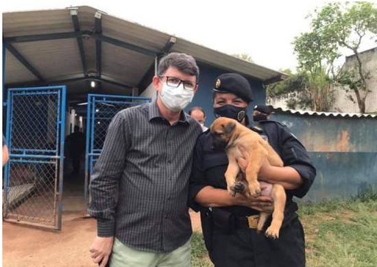Canil da GCM doa filhotes de pastor-belga-malinois para três cidades paulistas