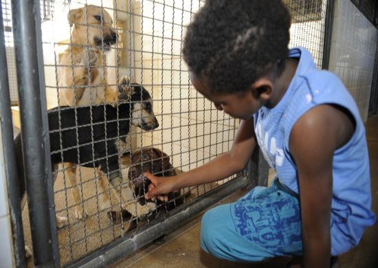 Governo publica lei que proíbe sacrifício de animais pelas zoonoses