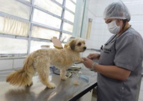 Clínica veterinária social oferece vagas para castração gratuita de cães e gatos