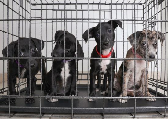 Agora é lei! Animais saudáveis não podem mais ser sacrificados