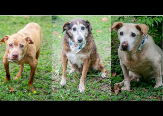 Cachorros idosos aguardam por adoção há mais de dez anos no abrigo da Prefeitura