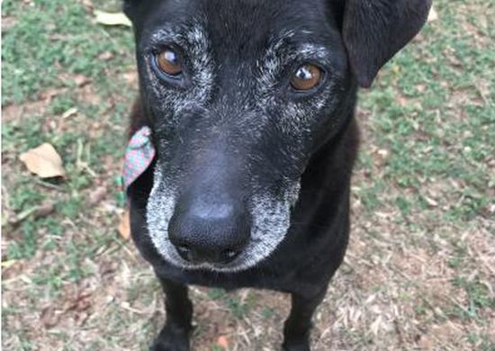 Prefeitura leva evento de adoção de pets à Associação dos Rotarianos neste sábado