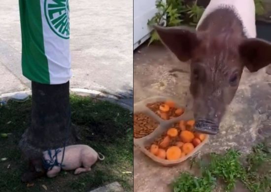 Porquinho amarrado em poste em acesso do Maracanã é salvo por ativistas