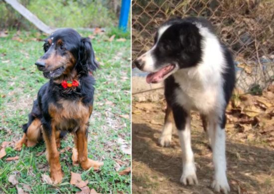 Cães e gatos em busca de adoção estarão no Bosque Maia nesta quarta-feira