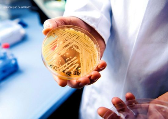Anvisa emite alerta para terceiro caso do superfungo Candida auris no Brasil