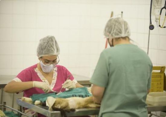 Prefeitura oferece 833 vagas para castração gratuita de cães e gatos em janeiro