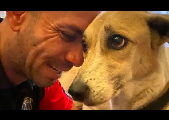 Pandora é internada em hospital veterinário após ser localizada em Guarulhos