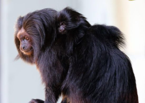 Zoo de Guarulhos anuncia o nascimento de mico-leão-preto, espécie em alto risco de extinção
