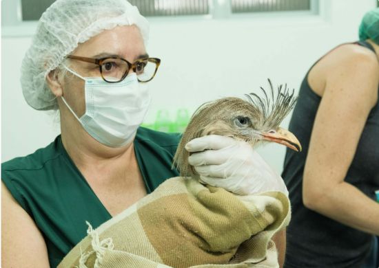 Zoológico de Guarulhos realiza cirurgia de implante de bico em seriema