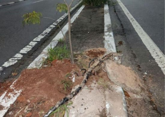GCM prende homem por furto de cabos elétricos no Jardim Santa Edwirges