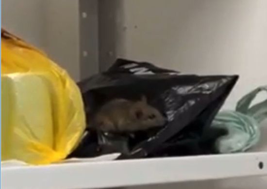 VÍDEO Rato é flagrado durante ação na Câmara de Vereadores em Guarulhos