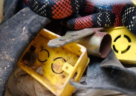 GCM Ambiental captura falsa cobra coral no bairro Cidade Tupinambá