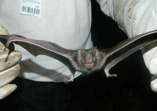 Raiva mata três crianças em cidade de Minas Gerais