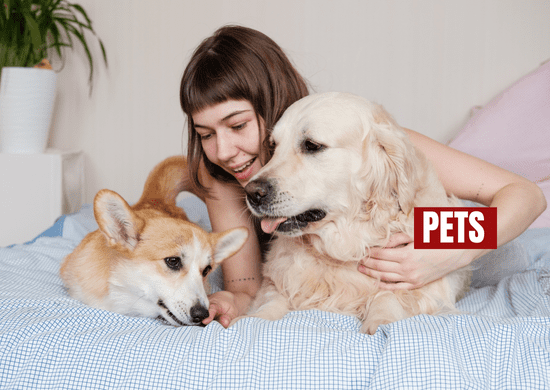 STJ vai decidir se ex deve pagar pensão alimentícia por cachorros