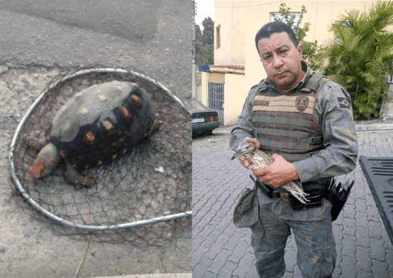 GCM resgata jabuti-piranga em córrego e ave ferida por linha de pipa com cerol