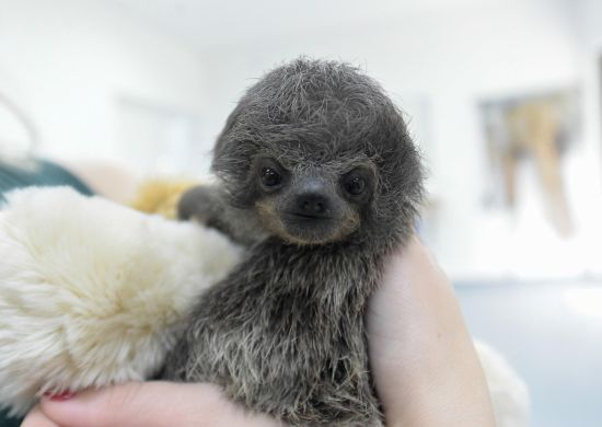 Zoológico de Guarulhos acolhe filhote órfão de bicho-preguiça