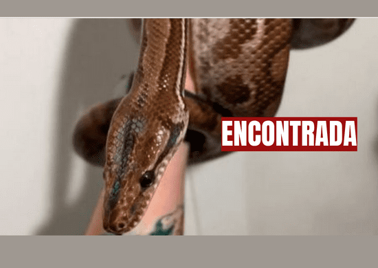 Jiboia Sylas é encontrada após ficar uma semana desaparecida em São Paulo