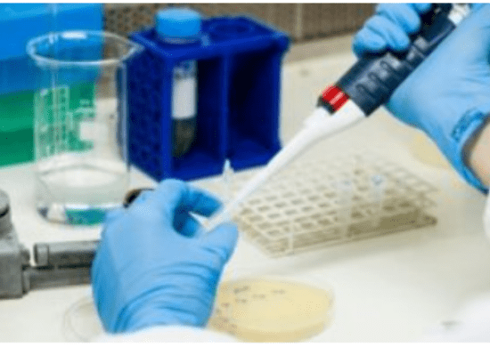 Pesquisadores cultivam o vírus monkeypox em células e distribuem amostras