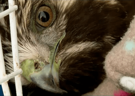Zoológico realiza cirurgia em gavião-de-rabo-branco ferido por linha de pipa cortante
