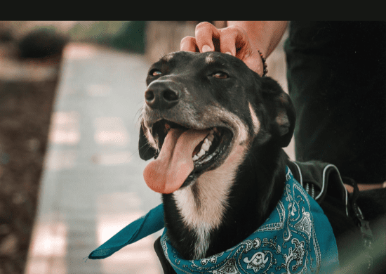 Governo de SP libera construção da primeira Clínica Veterinária Meu Pet na Capital