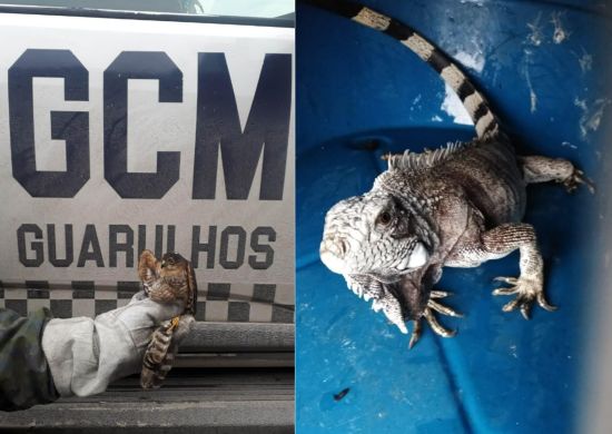 Aves silvestres feridas por linha com cerol e lagartos em risco são resgatados pela GCM Ambiental