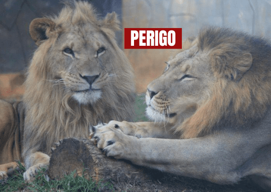 Linha com cerol cai no recinto dos leões e causa apreensão no Zoológico de Guarulhos