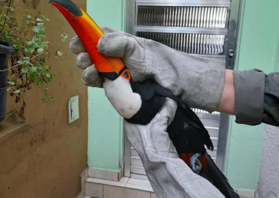 GCM de Guarulhos resgata tucano ferido gravemente por linha cortante com cerol