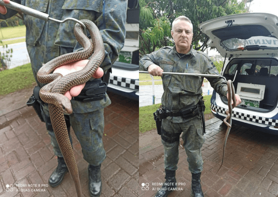 GCM Ambiental de Guarulhos resgata serpente parelheira-do-mato em empresa no bairro Cidade Aracília