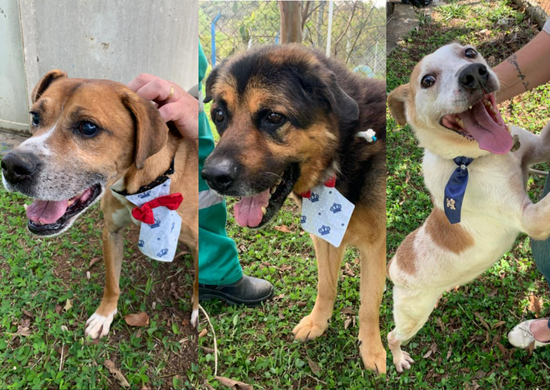 Doguinhos com 10 anos ou mais aguardam há meia década por adoção no abrigo da Prefeitura