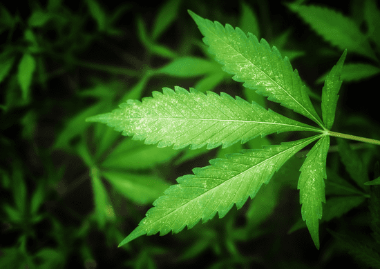 Anvisa autoriza fabricação de novo medicamento à base de cannabis