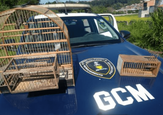 GCM Ambiental apreende homem por tentativa de capturar aves silvestres no Cabuçu
