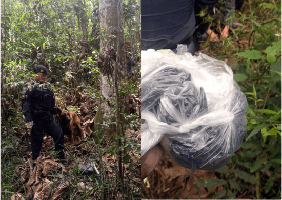 GCM e PM apreendem grande quantidade de drogas com a ajuda de cães farejadores
