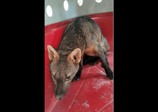 GCM Ambiental resgata animal selvagem ferido e em risco de extinção no Bambi