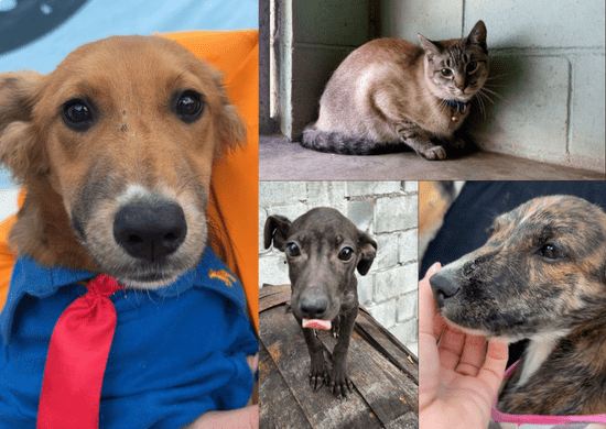 Filhotinhos de cães e gatos estão à espera de adoção no abrigo da Prefeitura de Guarulhos