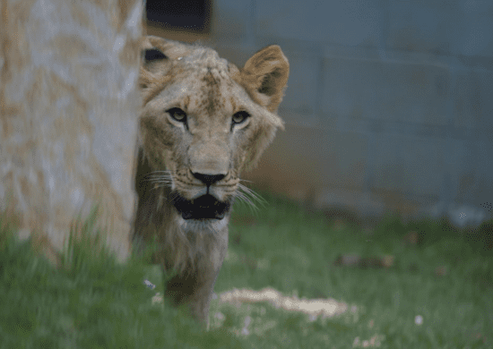 Zoo de Guarulhos promove atividades de educação ambiental a partir desta quarta-feira