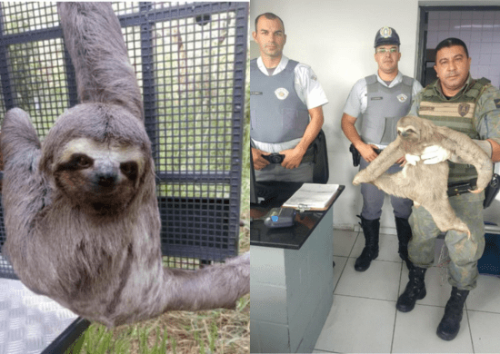 GCM Ambiental resgata bicho-preguiça na rodovia Ayrton Senna