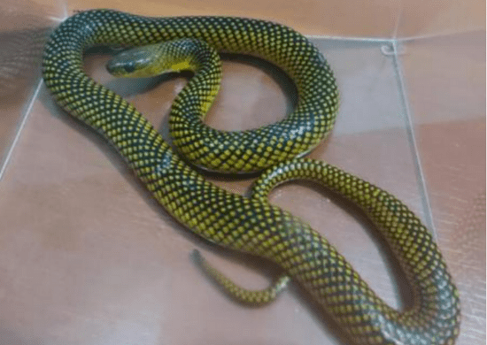 GCM captura serpente que causava inquietação a moradores de condomínio na avenida Guarulhos