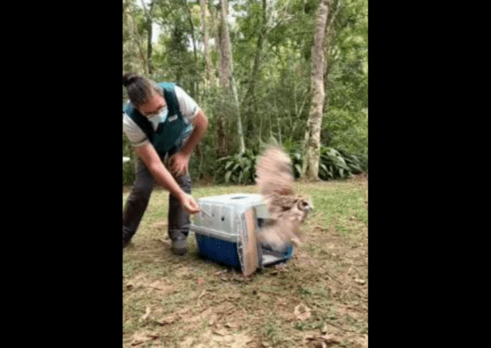 Zoológico de Guarulhos reabilita e devolve corujas à natureza