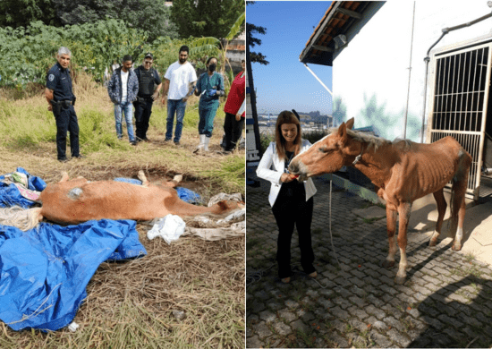 GCM e Proteção Animal de Guarulhos resgatam cavalo debilitado no Parque Continental